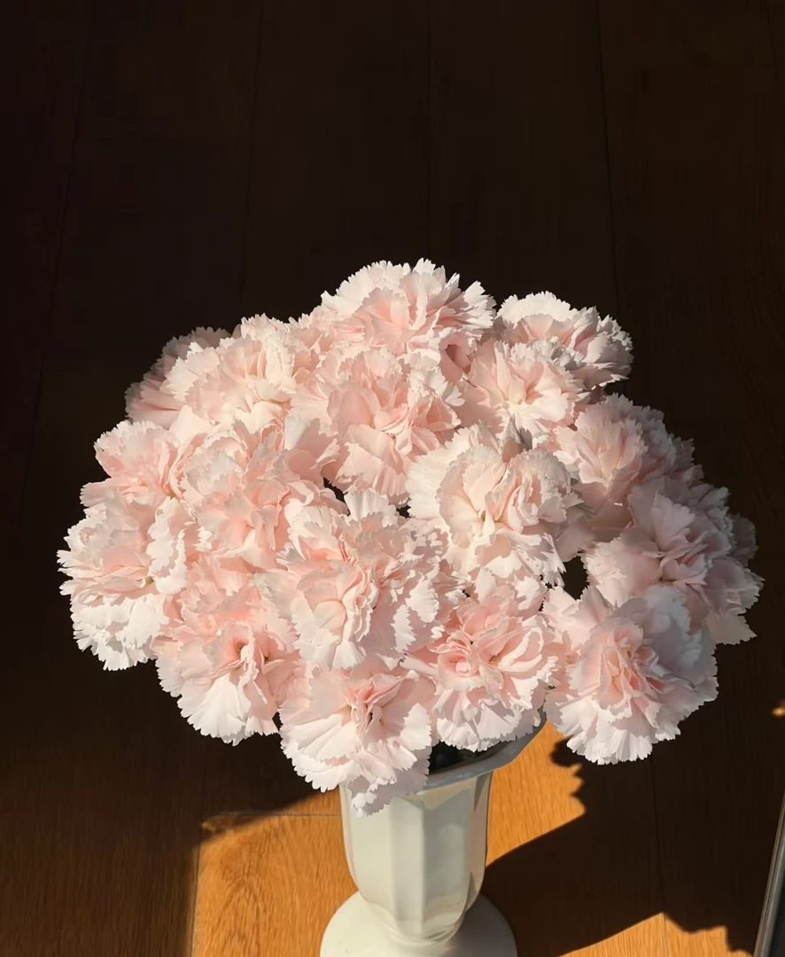 流光粉康乃馨鲜花云南冷链直发水养插花鲜切花节日送礼