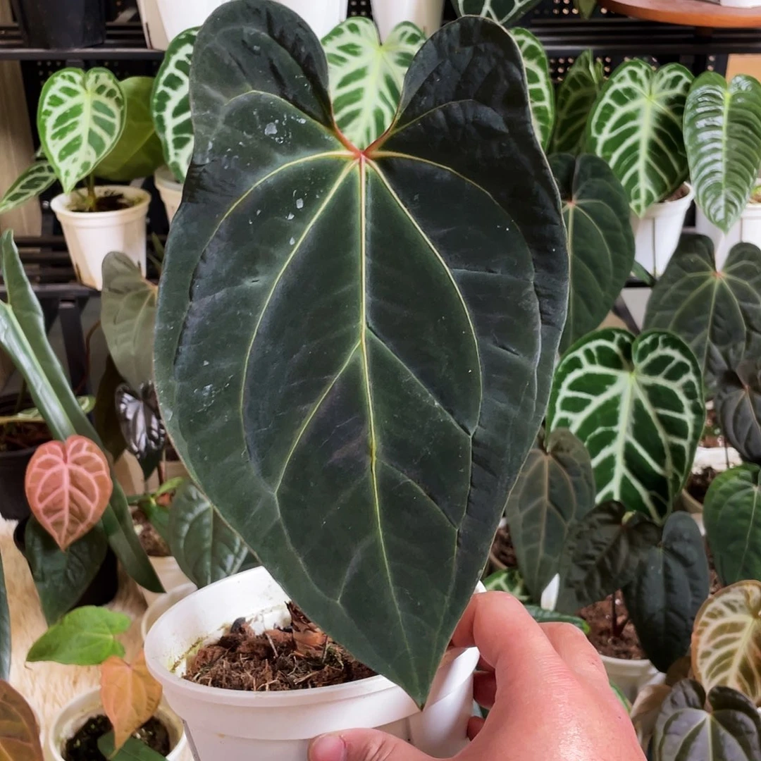 完全开放黑凤凰杂kos