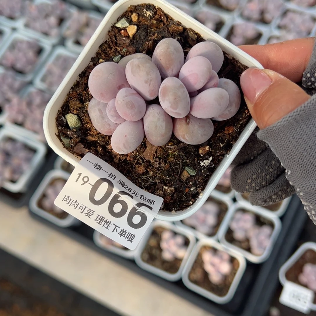 奶酪多肉多肉多肉多肉