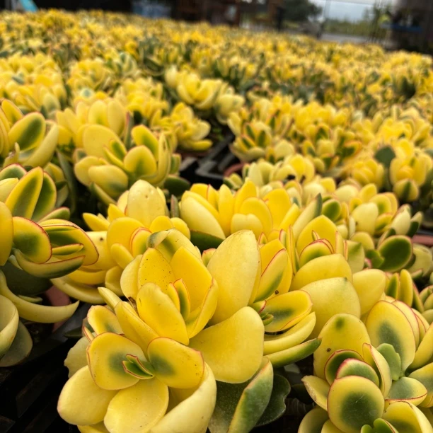 新花月锦自然锦 多肉植物