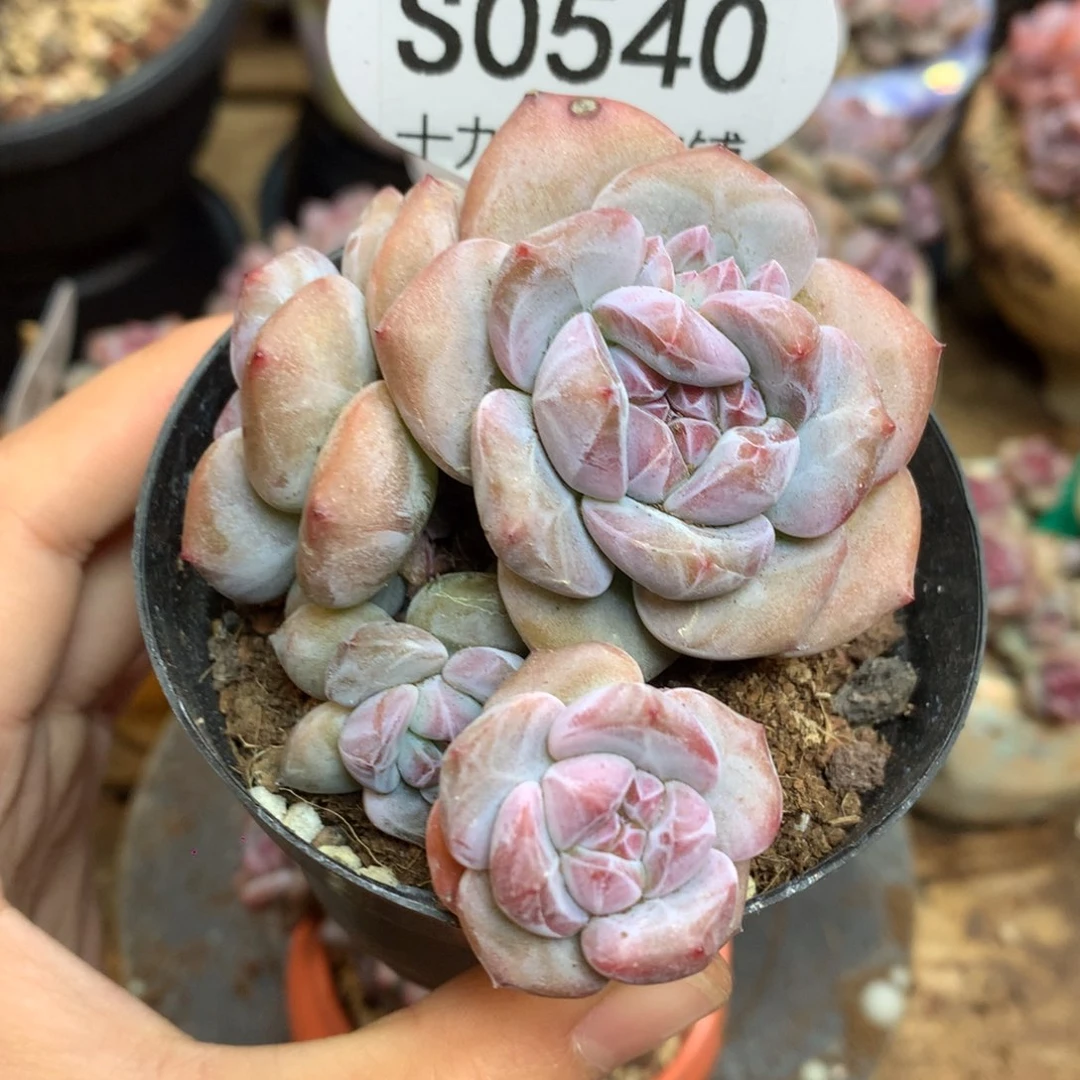 S0540 突尼斯 模特同款