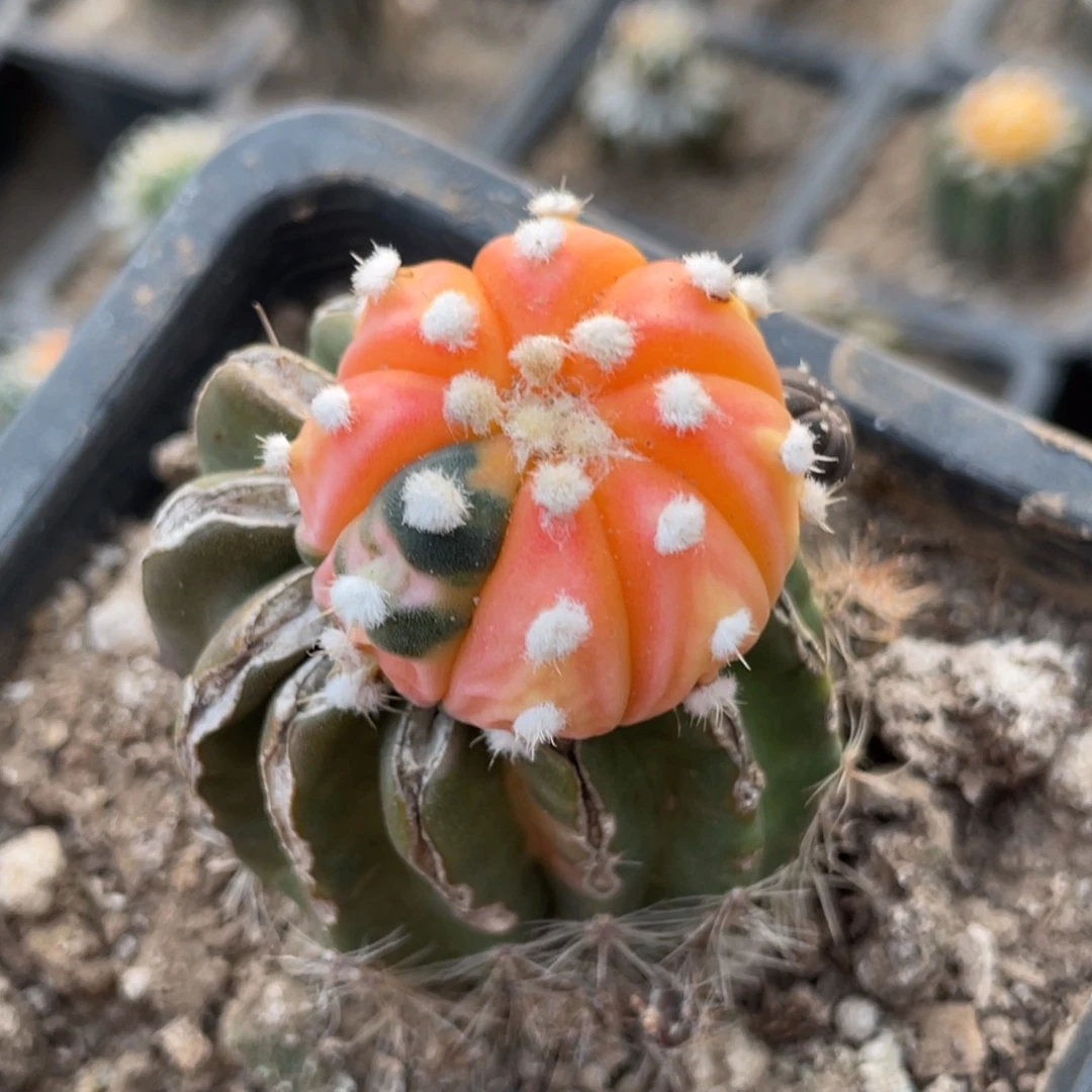 全部花朵处理兜锦 仙人球