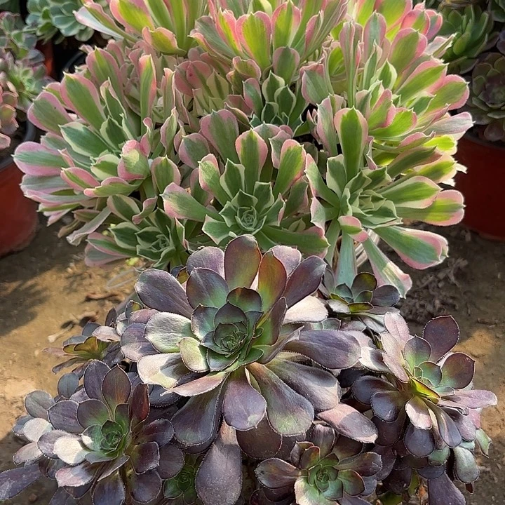 多肉植物法师2颗06