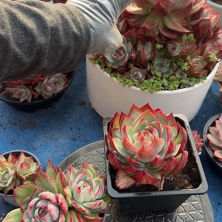 惊鸿惊鸿惊鸿 7 公分内勾