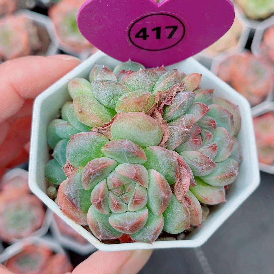 417号小老桩珍妮群