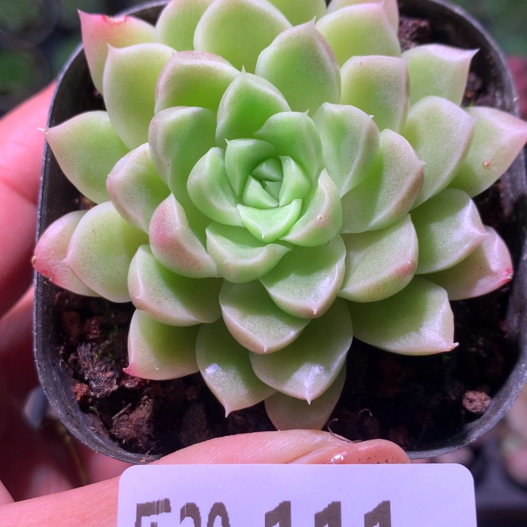 乐然20-111 迈凯伦