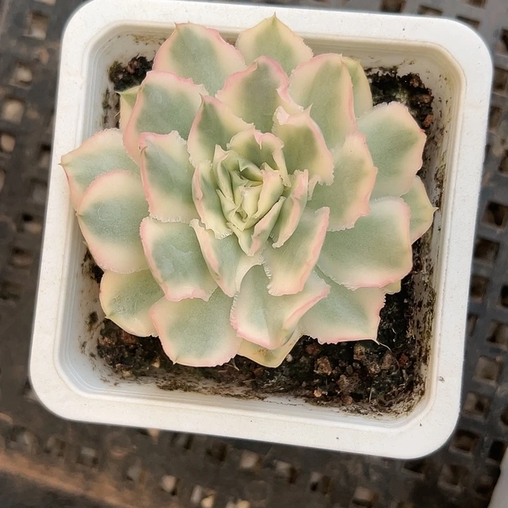 紫蝴蝶锦多肉植物