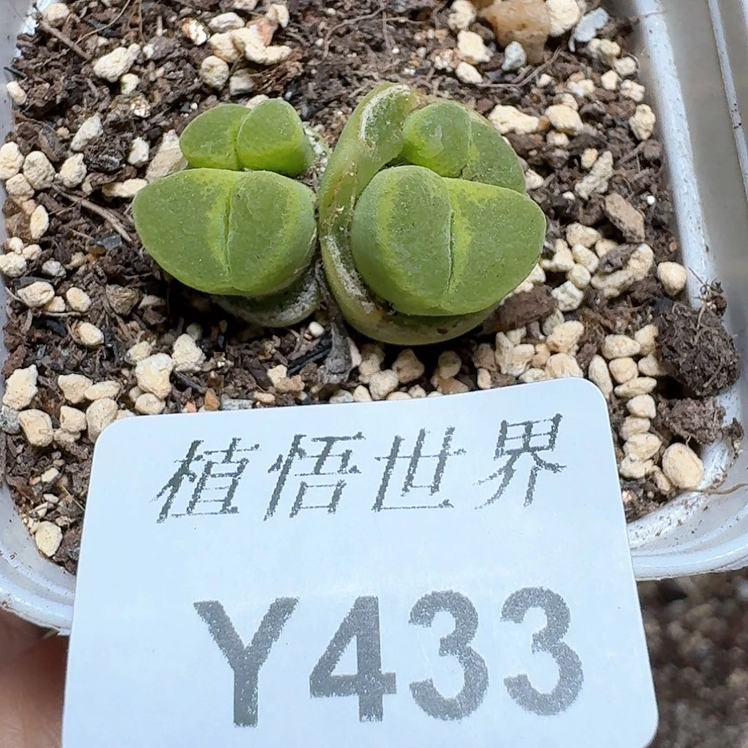 433盒多肉植物哇c c