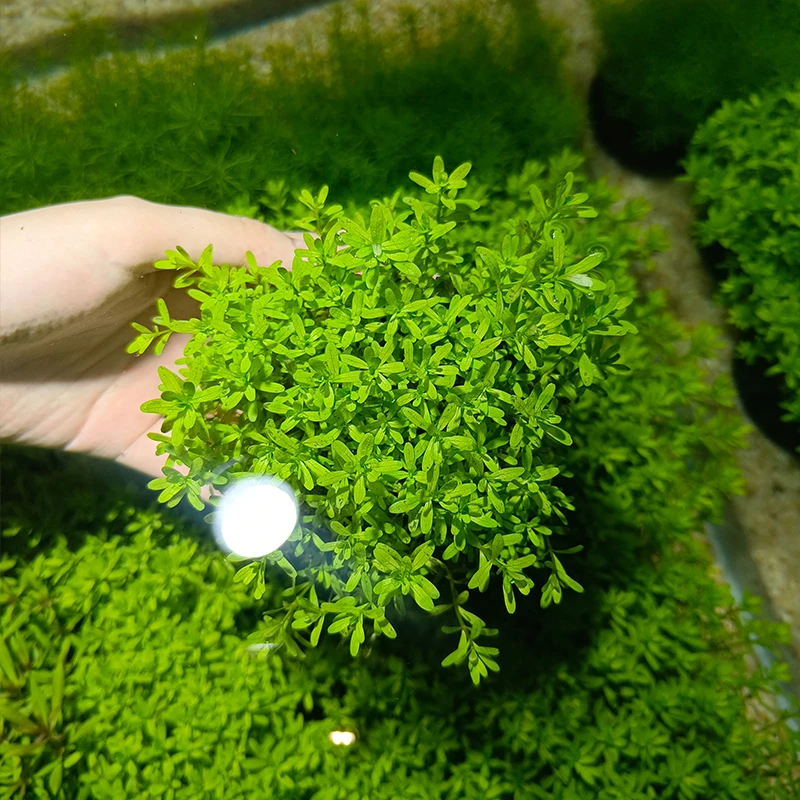 【牛顿】水草坨草新手懒人水草鱼缸造景无需种植入水成景