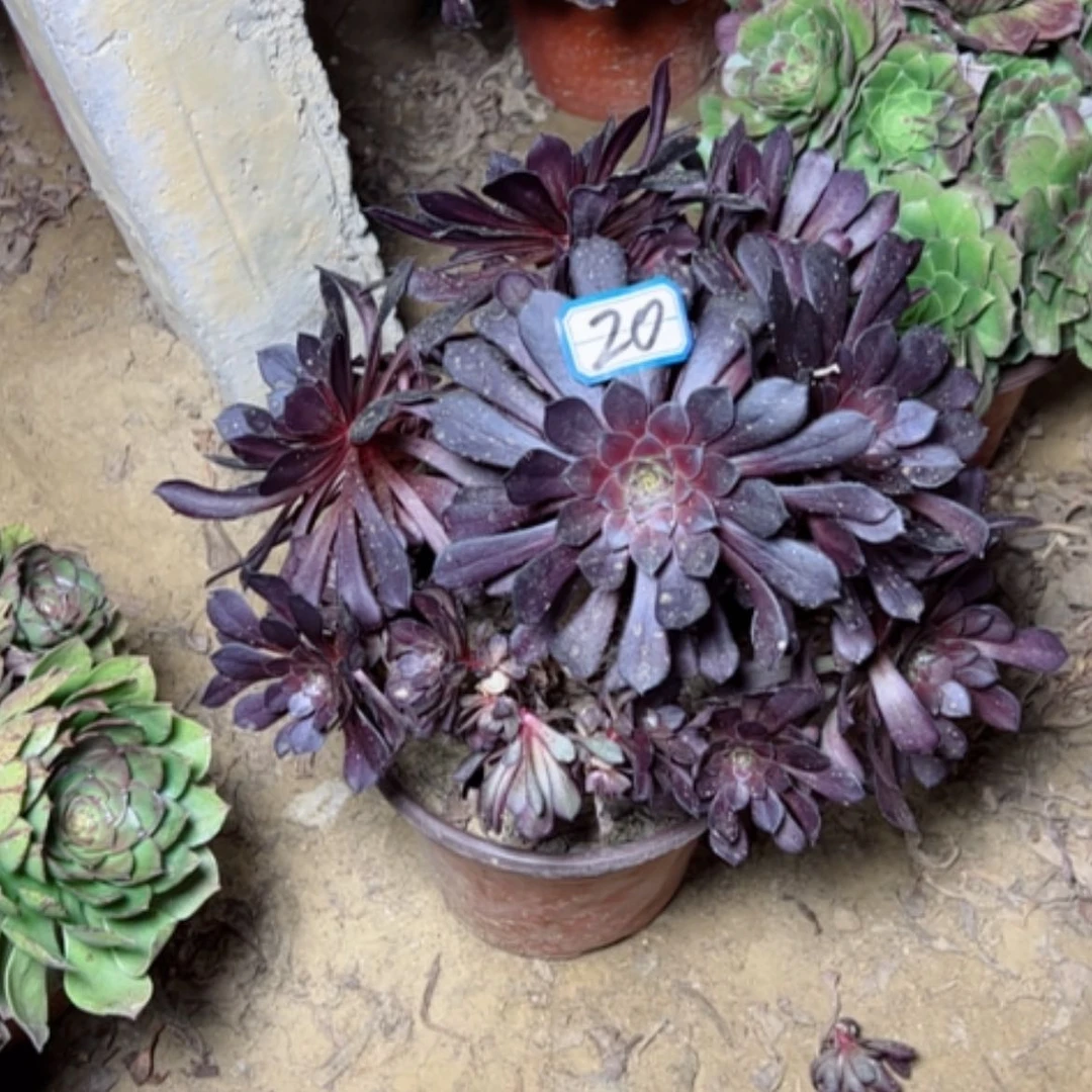 【闪购商品】萍**宠多肉植物黑铜壶有砍20