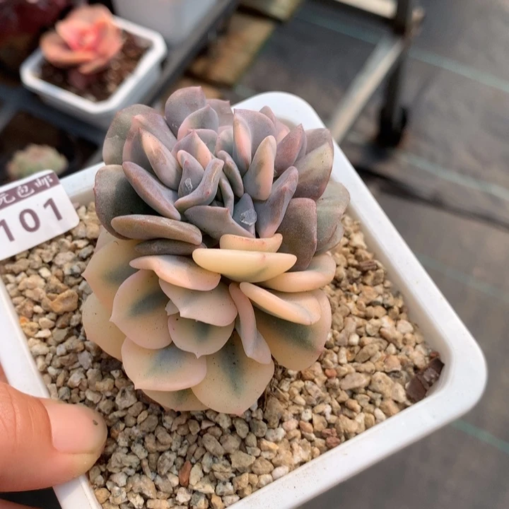 雪精灵锦多肉植物