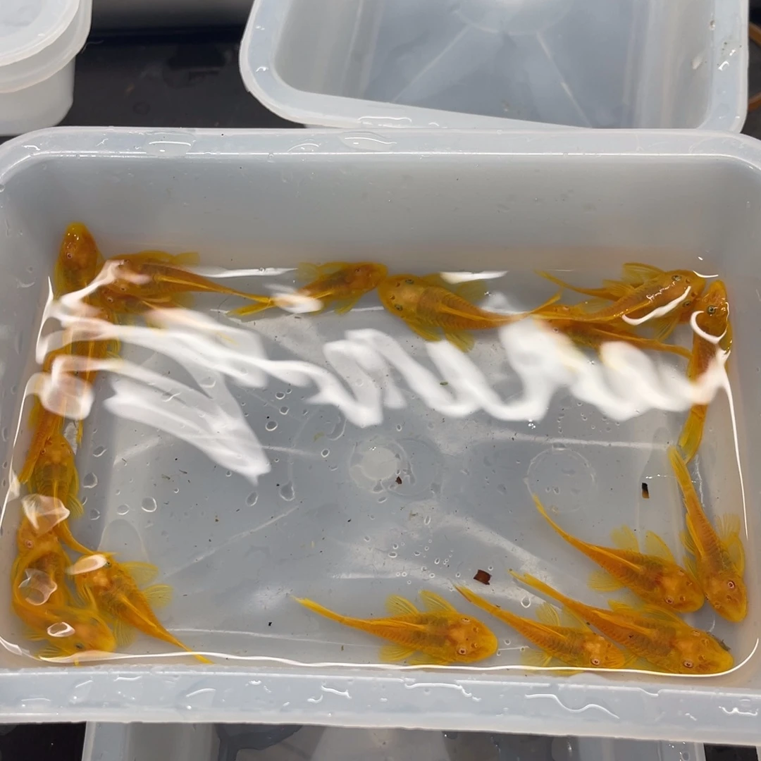 清道夫鱼中号胡子20条开箱视频报损