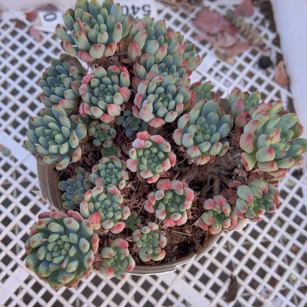 蓝苹果整装整群老桩