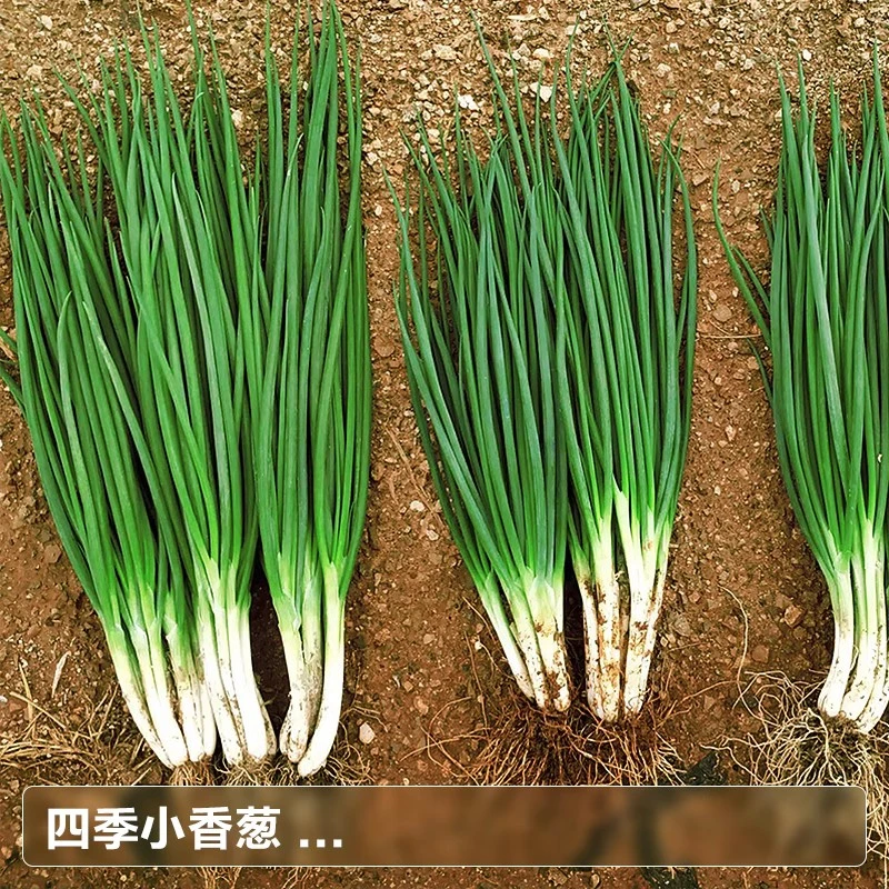 四季小葱种子香葱籽山东农家大葱盆栽葱花沙葱苗阳台疏蔬莱种孑苗