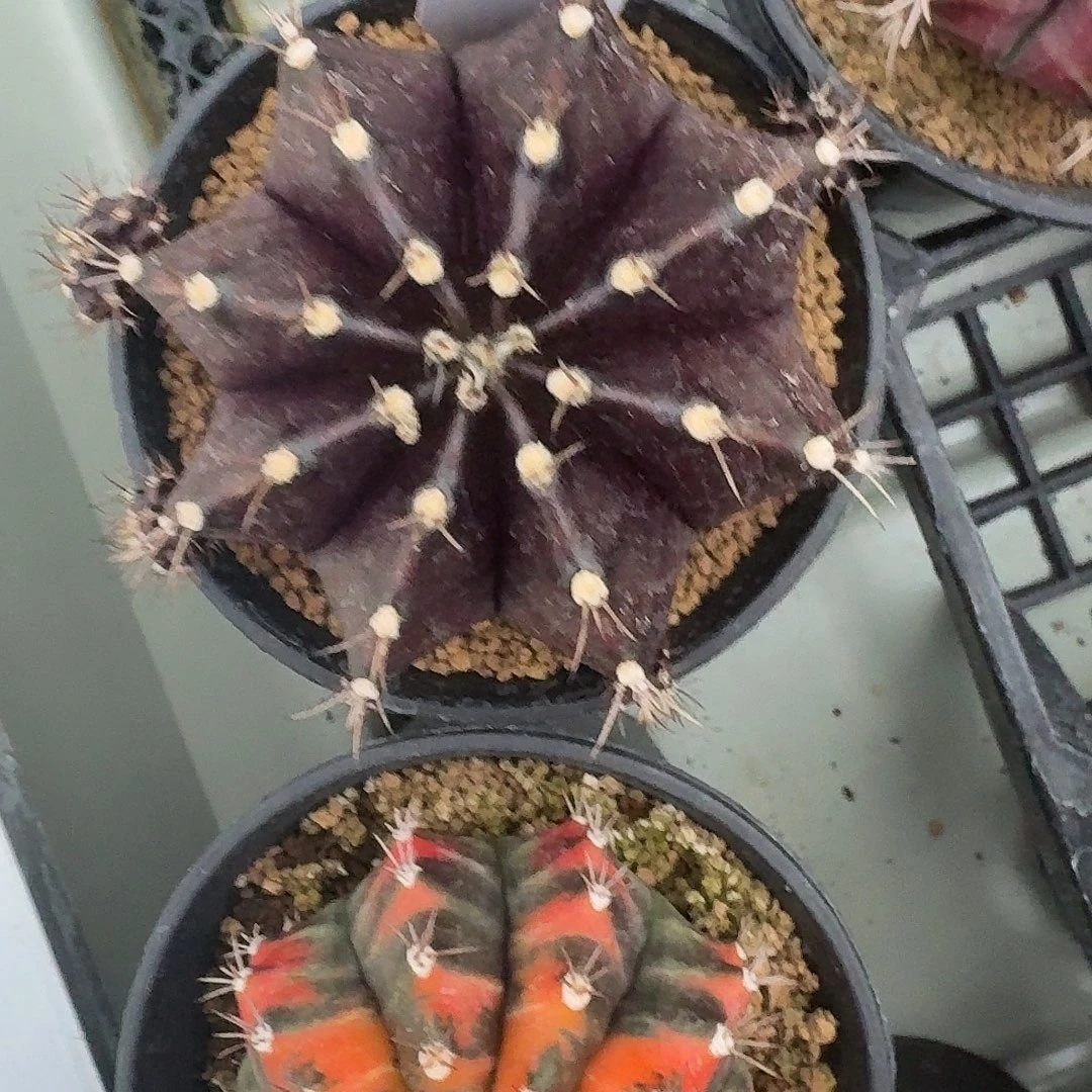 L110-1127广东发货 黑寡妇