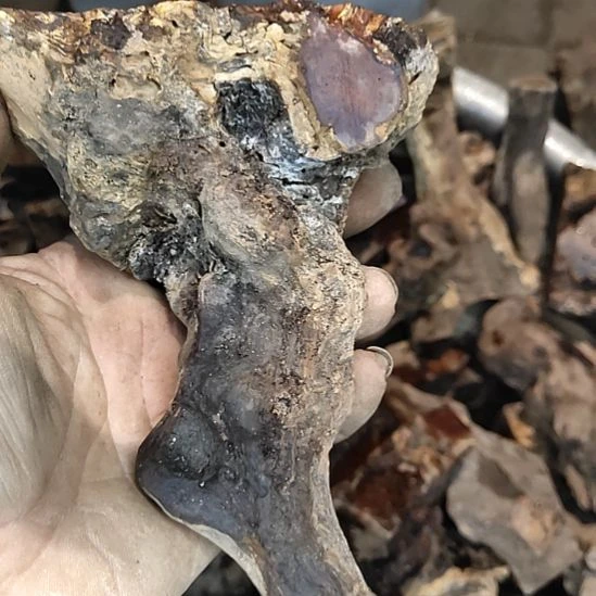 4***c木太行山沉化麻梨疙瘩随型