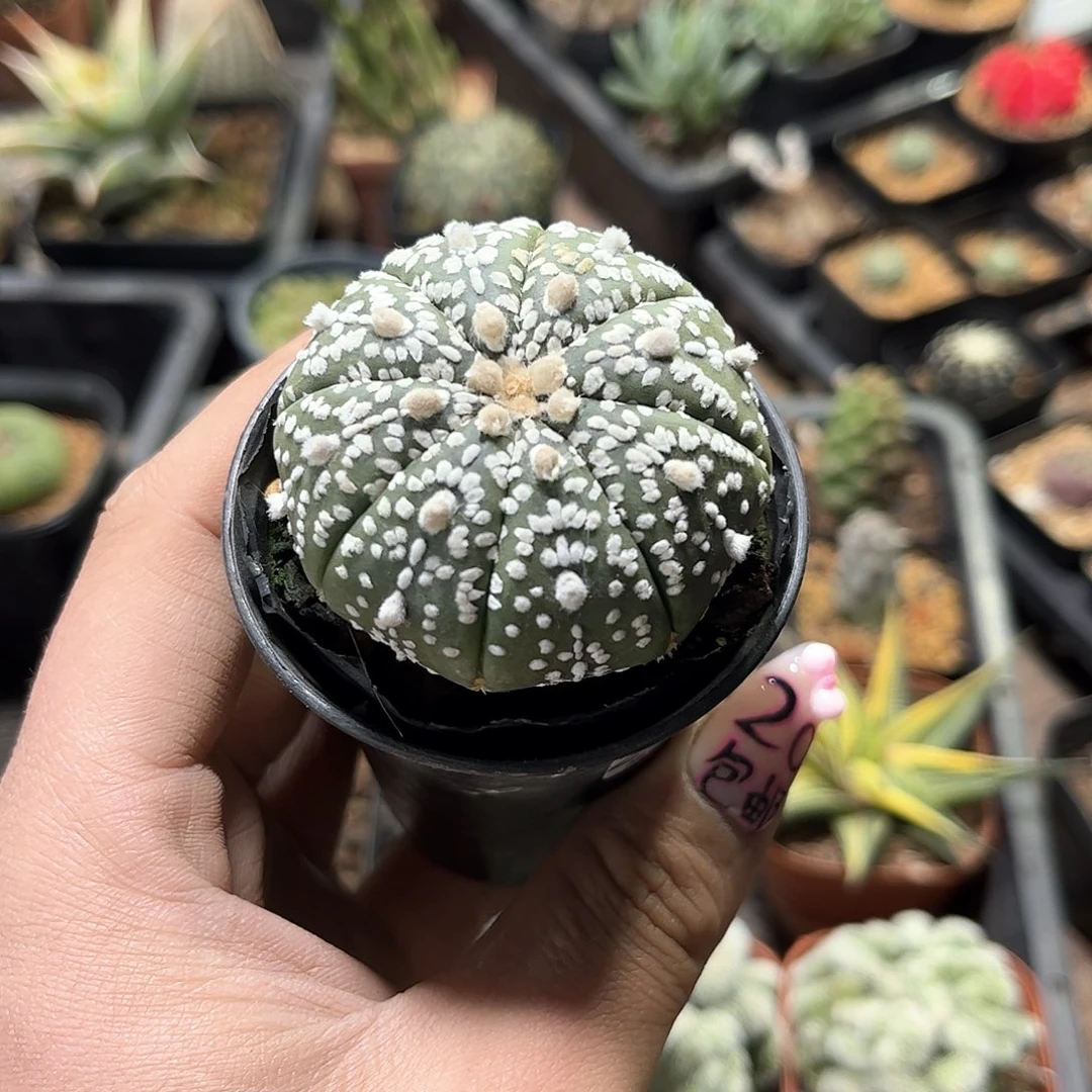 丁*苒24877一物一拍单头发货