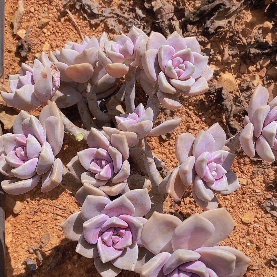 1510 包邮包邮包邮包邮包邮包邮