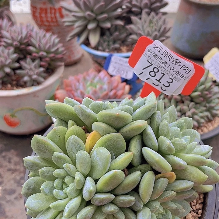 7813百搭翡翠。