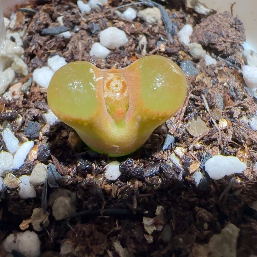 肉锥多肉植物百科-磁铁1773