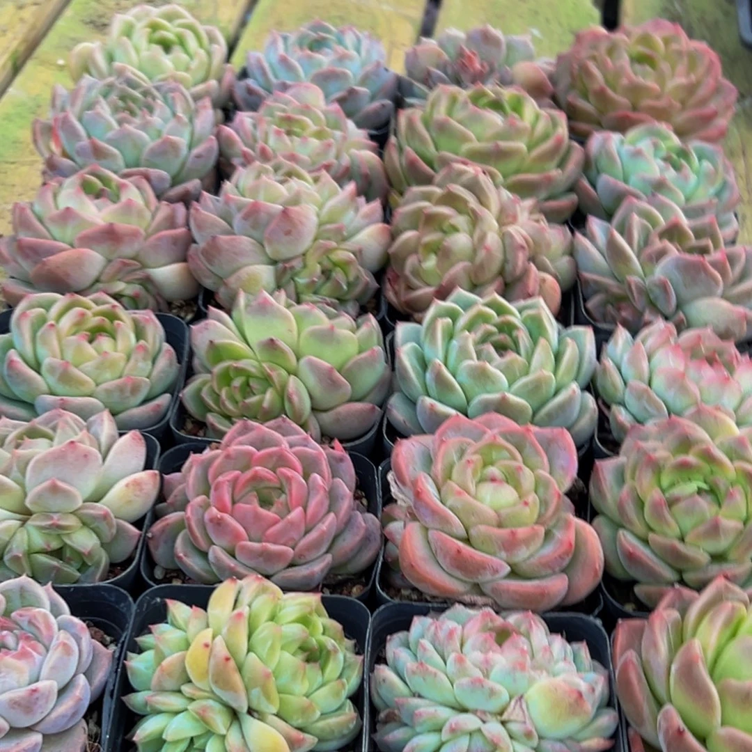 767多肉葡萄领导人物库资料