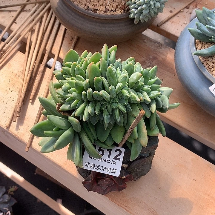 海洋之歌缀化 512 基地已转处理玻璃心勿扰