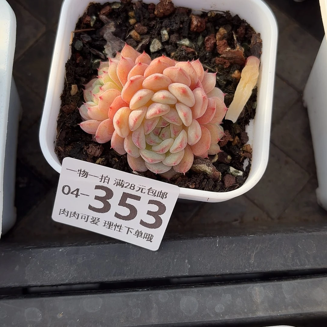白胖子无盆土发货无