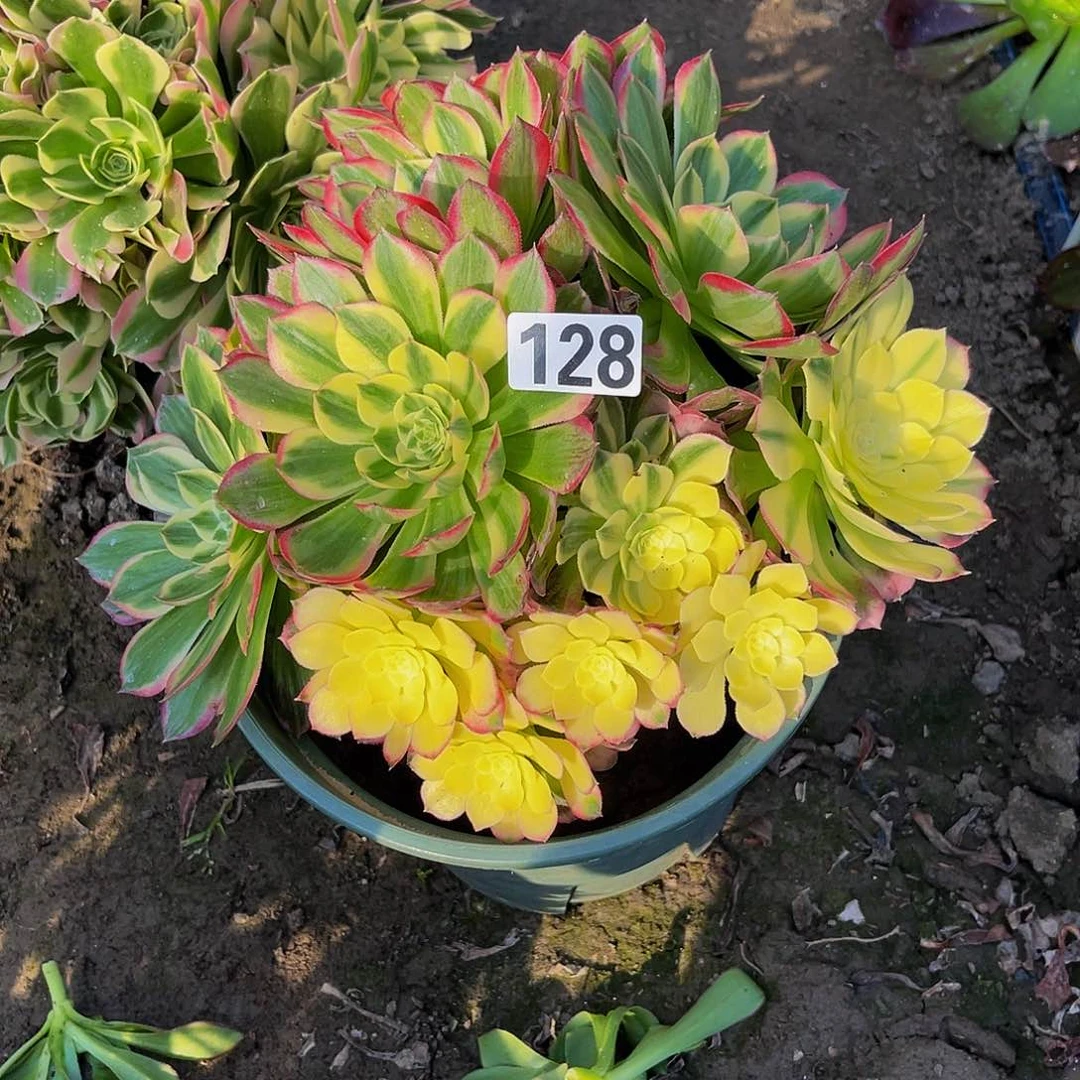 法师法师13-18包邮法师