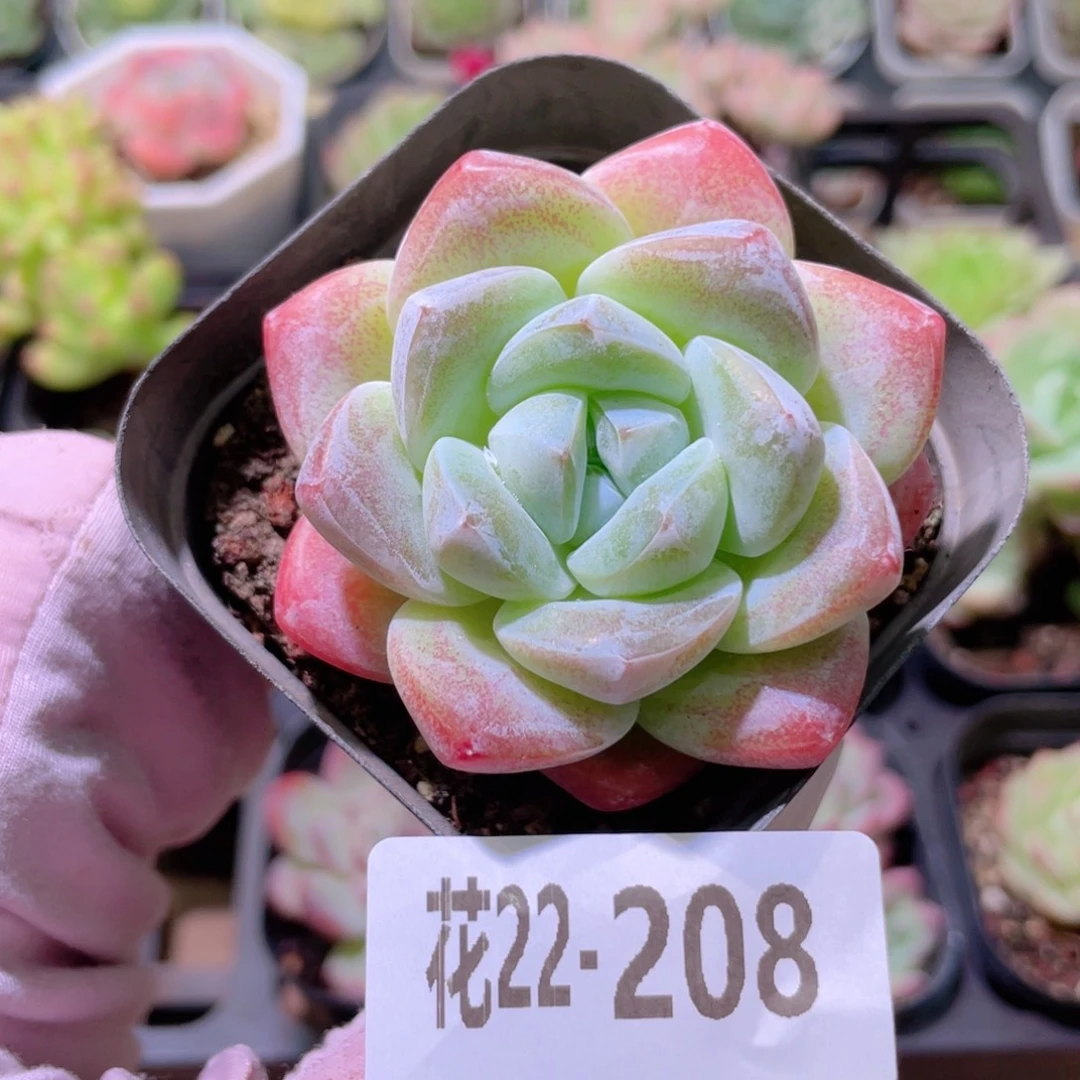 花利美22-208冰玉