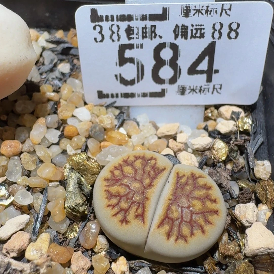 Ssss精品生石花584