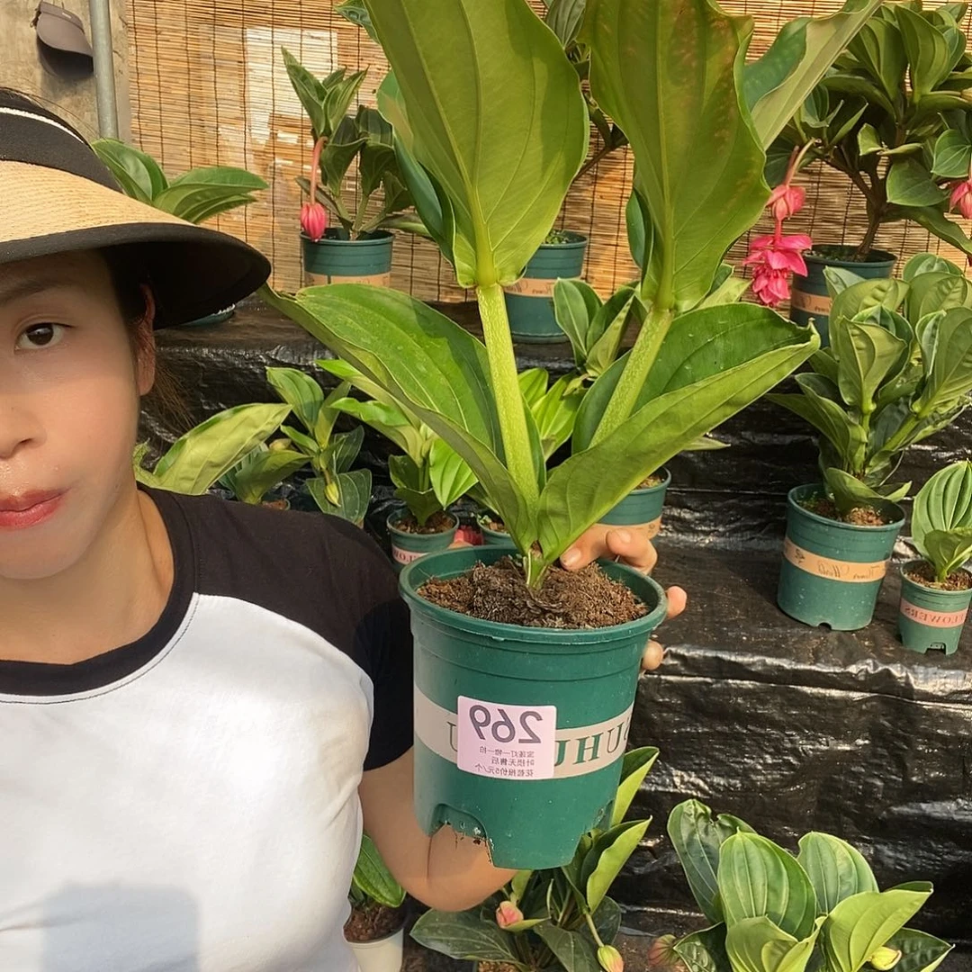 木本植物用****8木本花卉269叶损