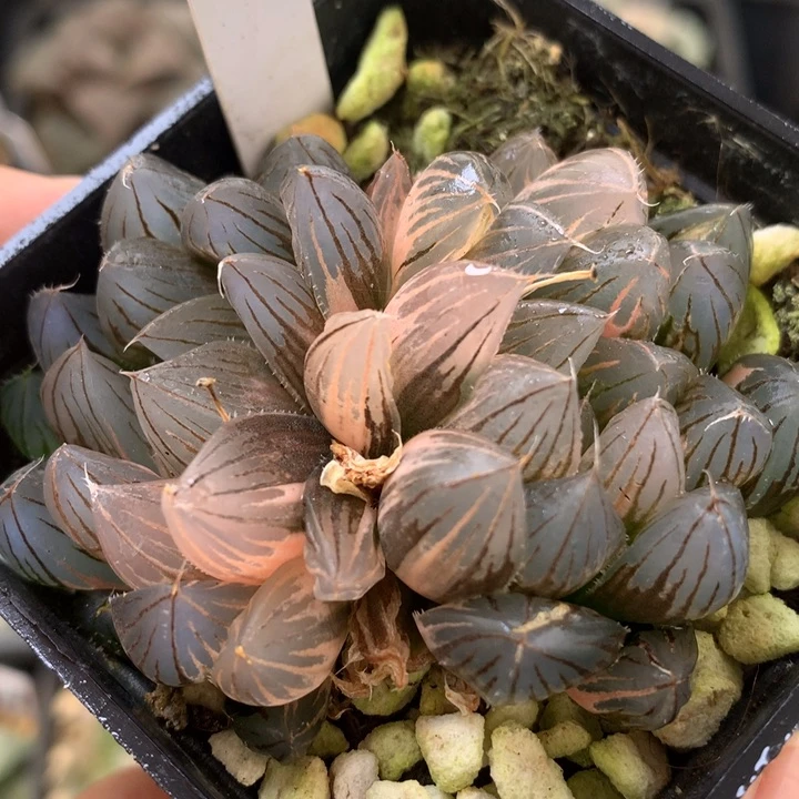 霓虹灯玉露锦daiernvt