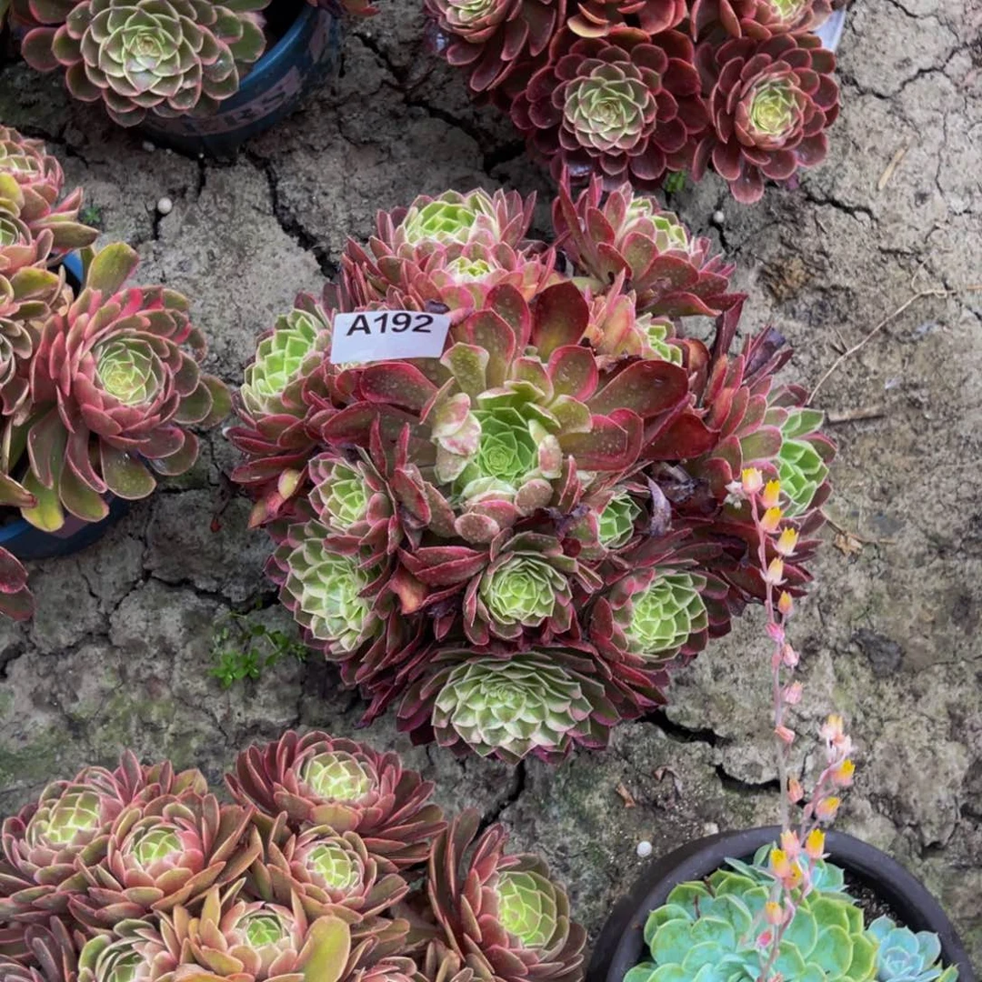 孔雀翎法师朵朵5-4