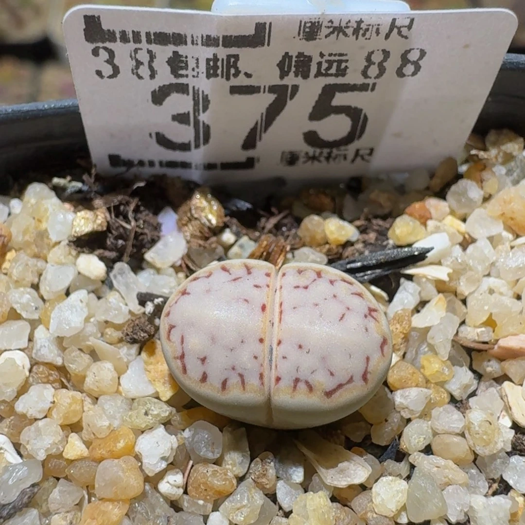 Ssss精品生石花375