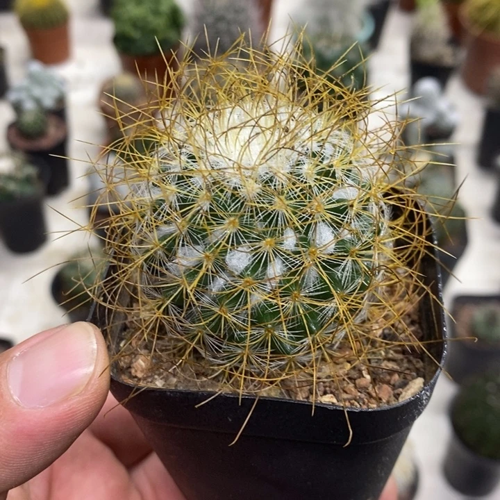 狂刺海泉特价福利包邮