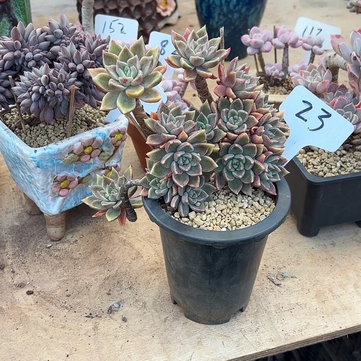 多肉植物，璀璨23号