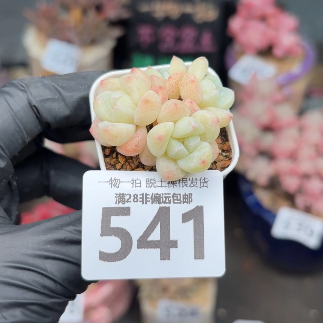 拇指冰带盆土发货
