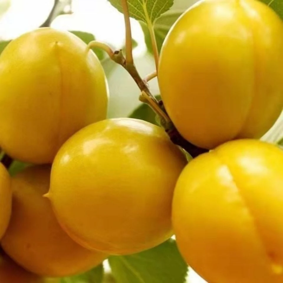 山东小白杏珍珠油杏同款小白杏现摘现发软糯香甜