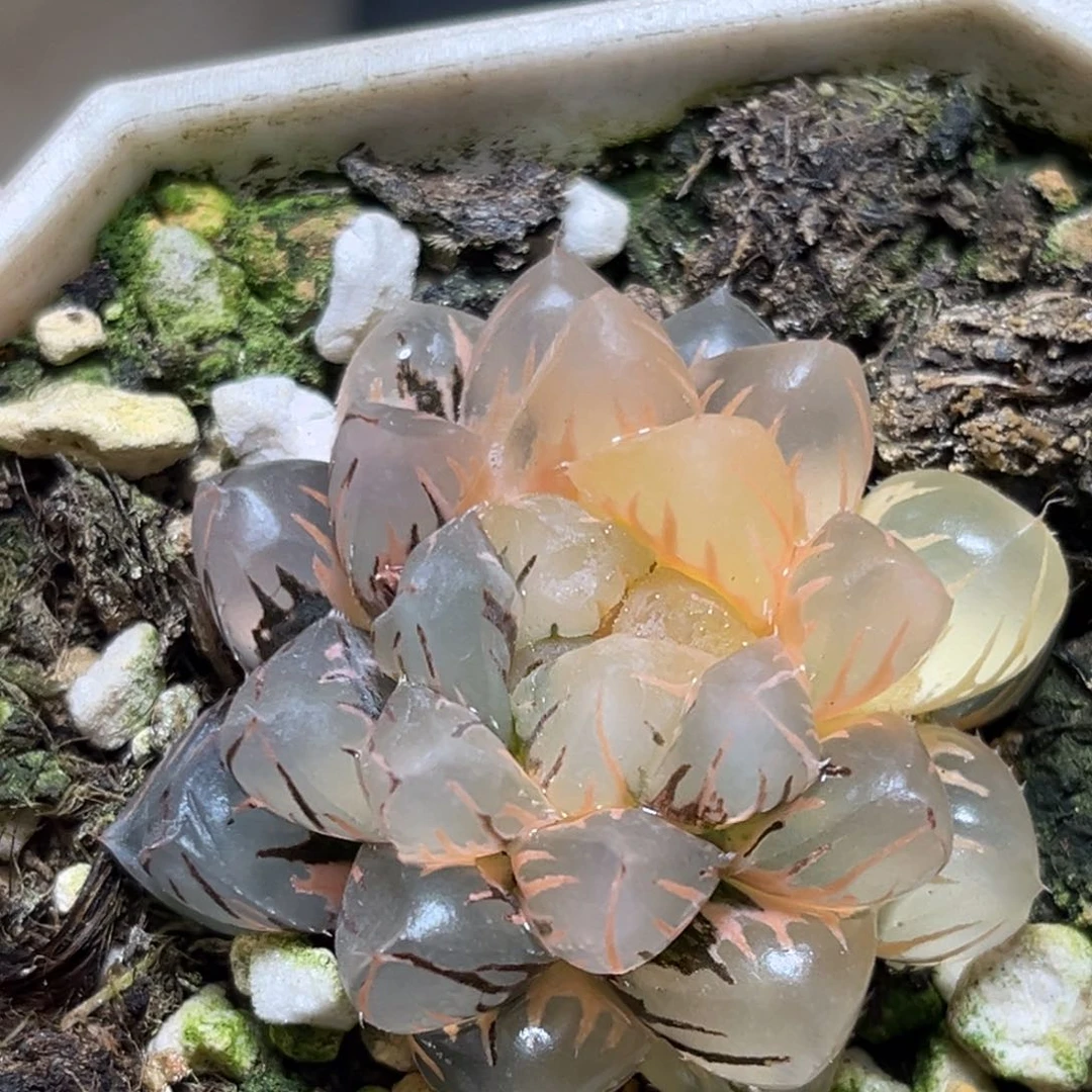 恭喜发财大吉大利876