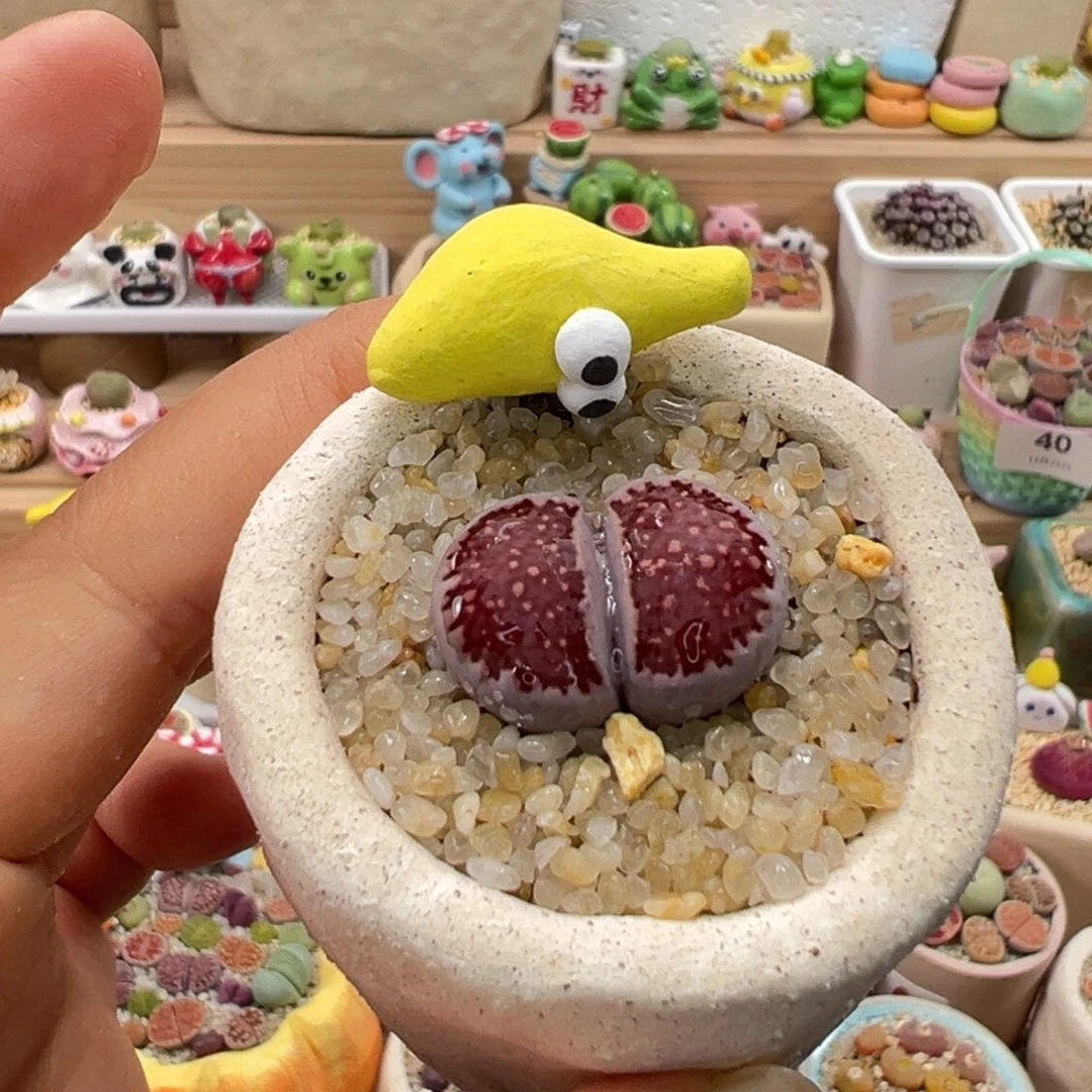 多肉植物116号紫色