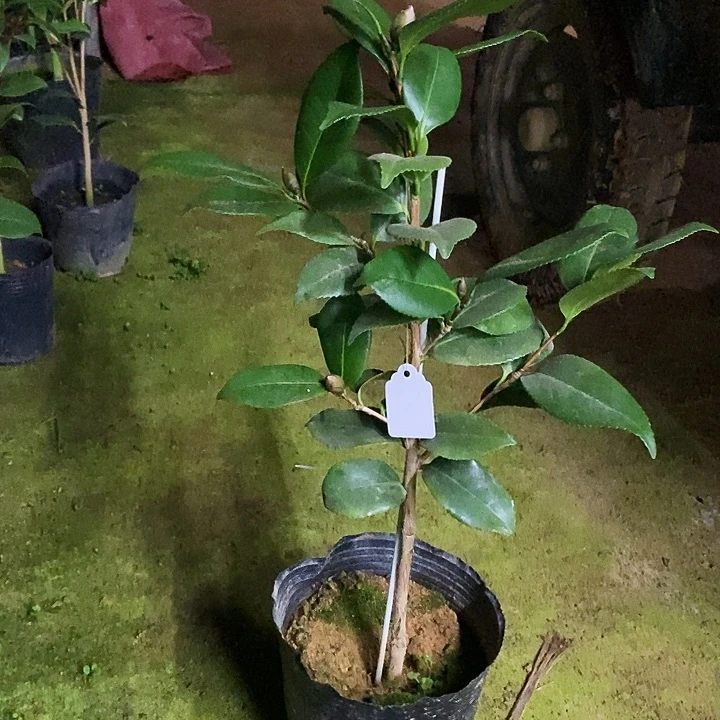 无花朵青叶贝拉。