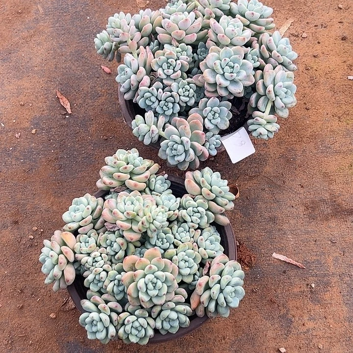 永****多肉植物实物直播实物79