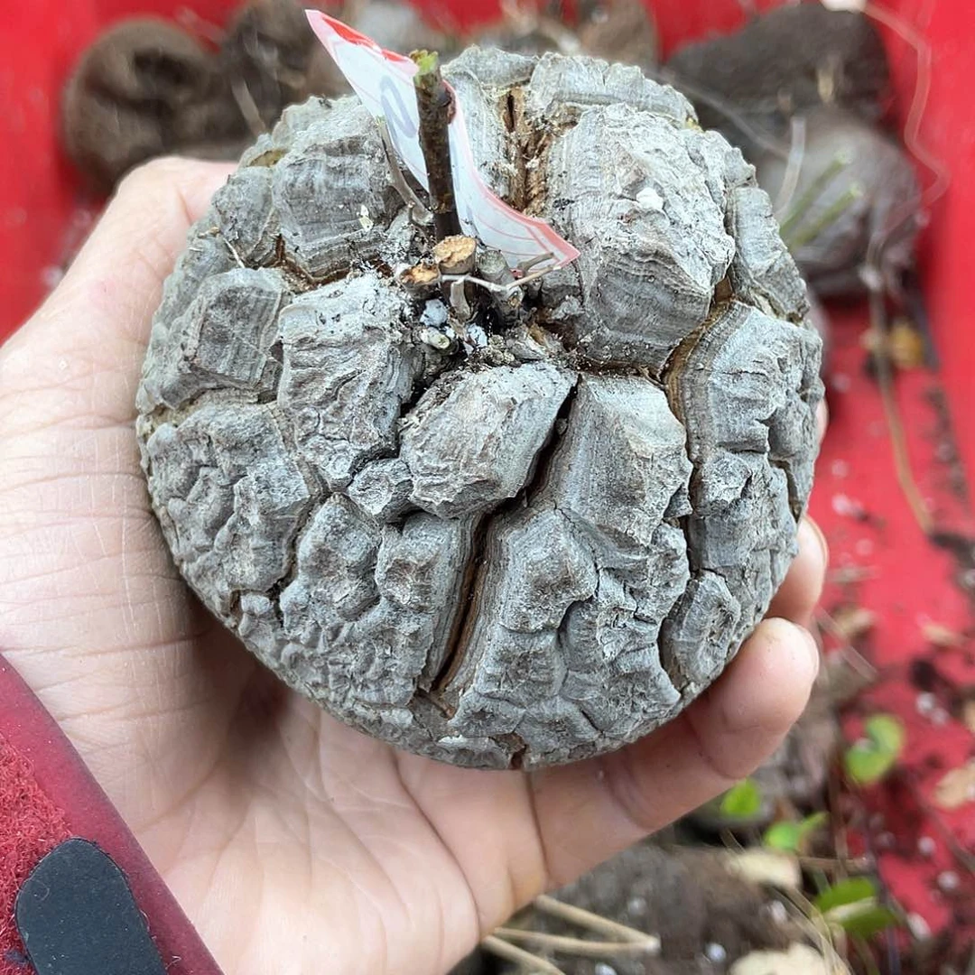 龟甲龙一物一拍1909号8.8cm