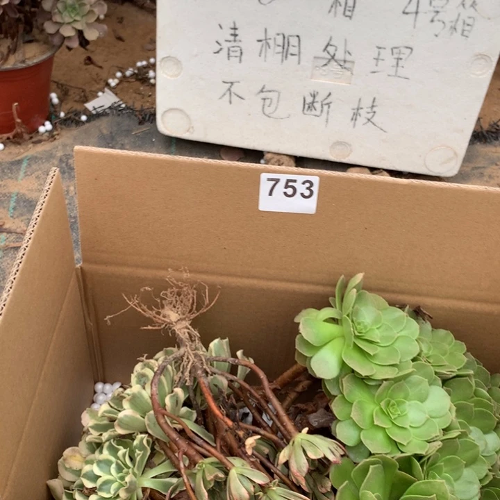 753三颗法师多肉