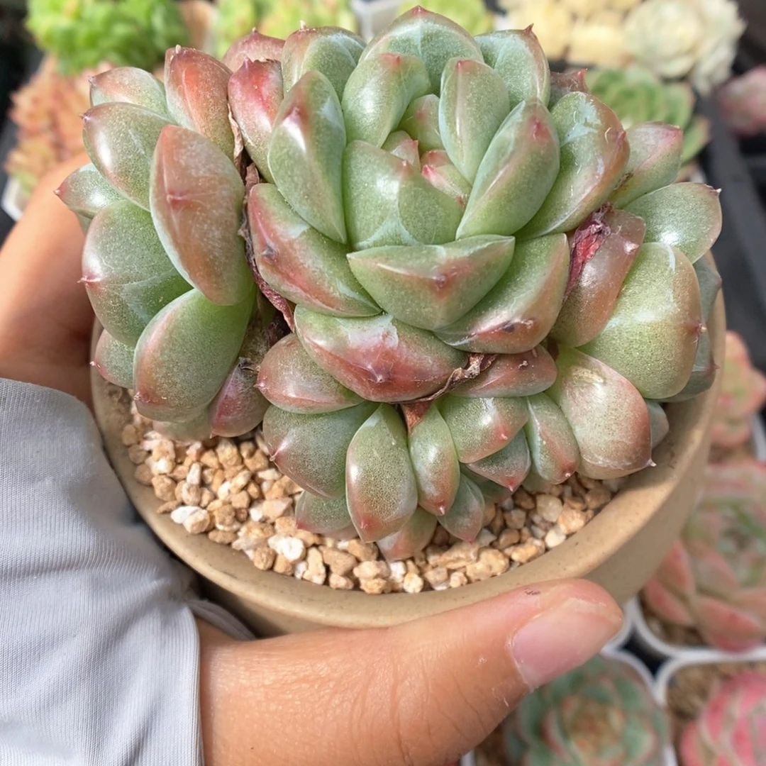 老桩珍妮群生733号