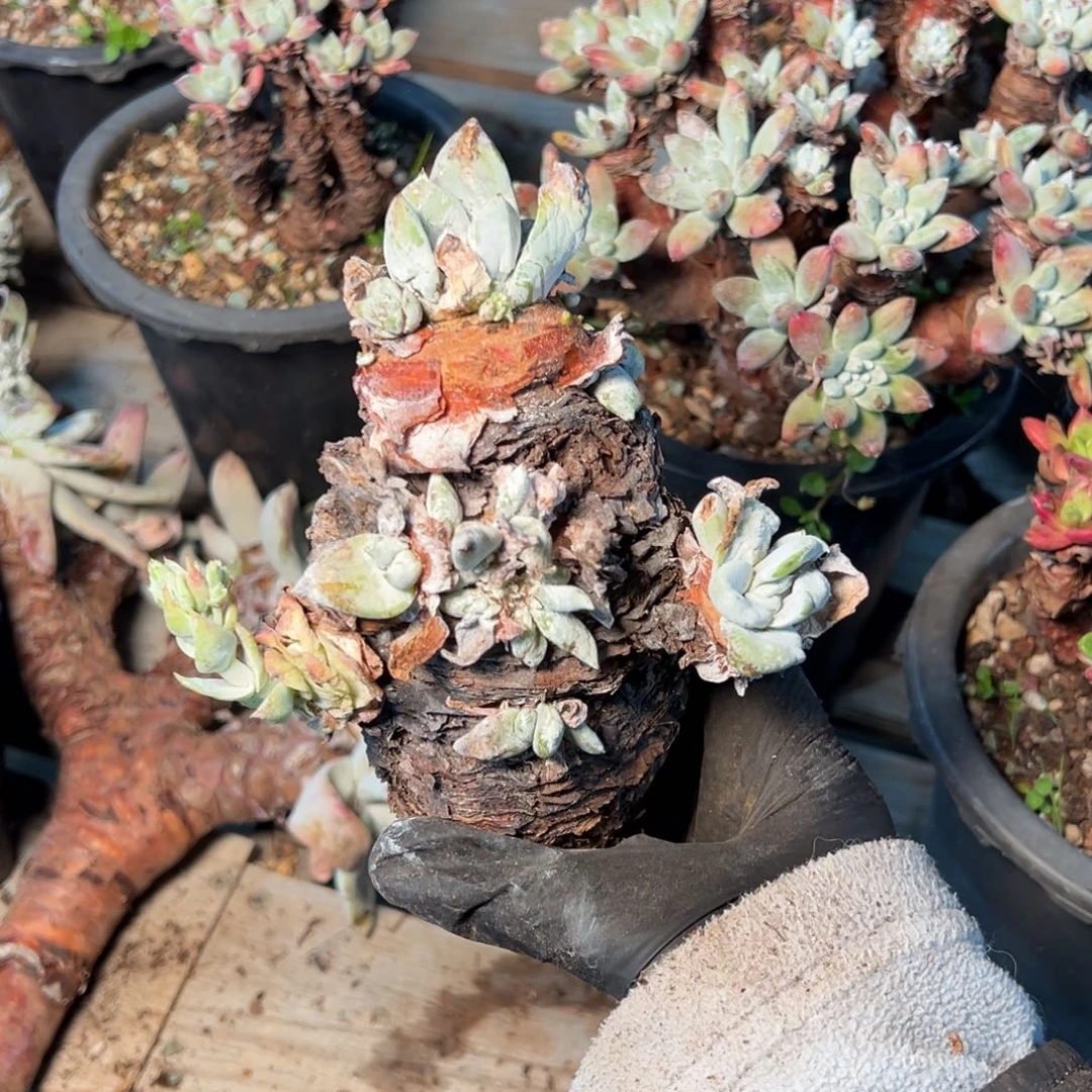 305个哈哈哈哈哈哈哈哈