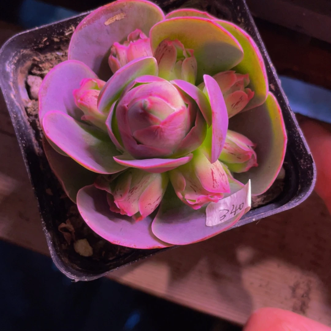 墨*黄帕手捧340多肉植物花卉