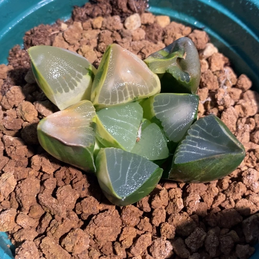 一颗实生大克锦。