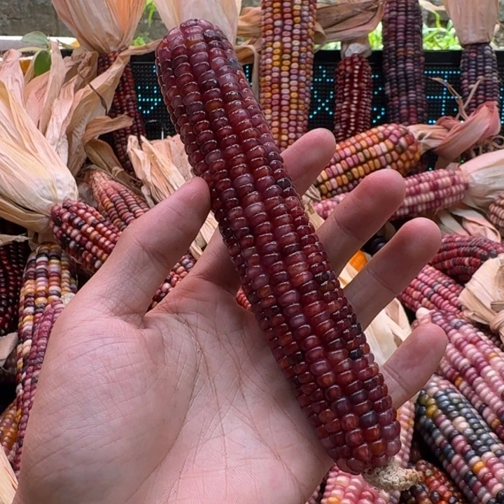 柯***铺吊坠柏香籽/百香籽