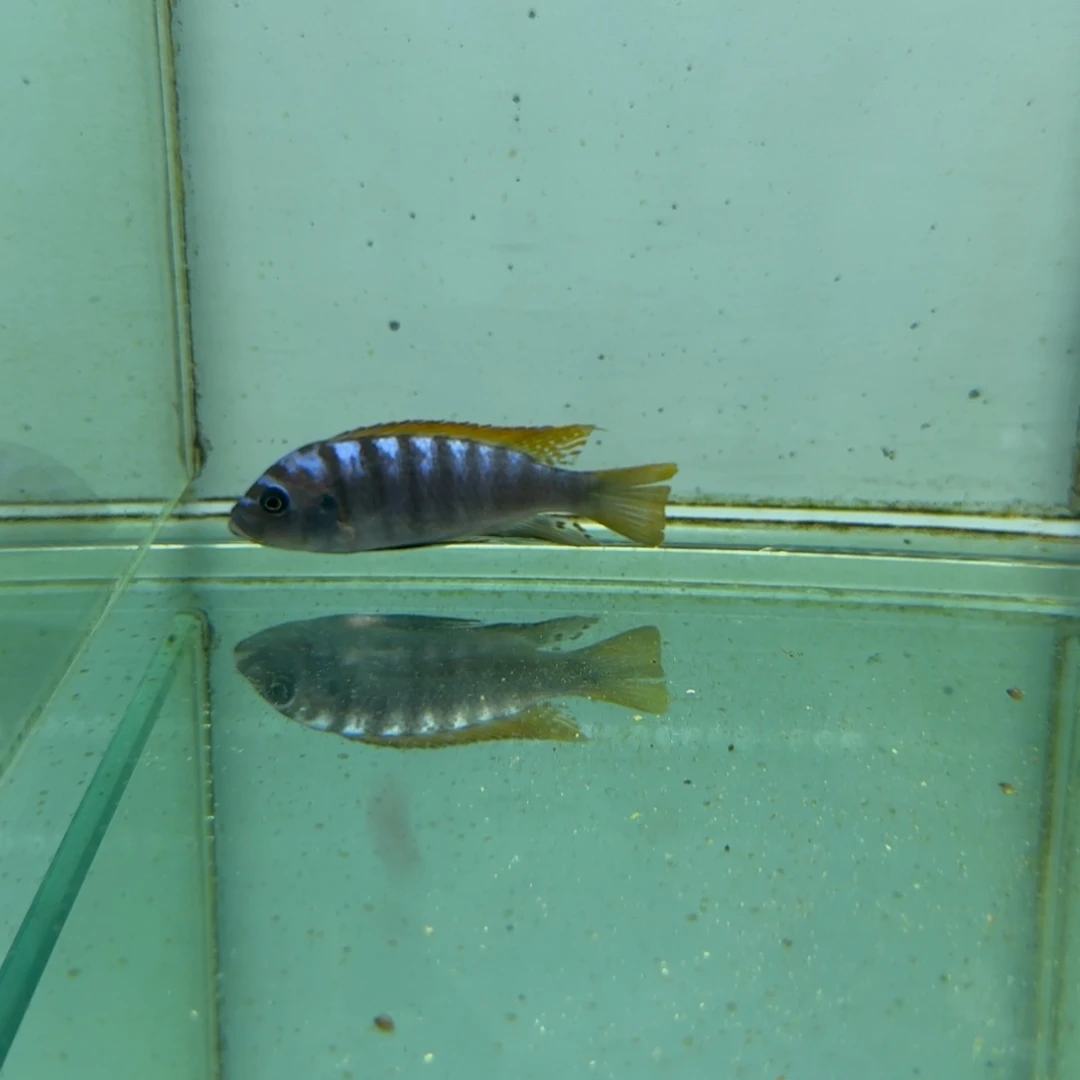 慈鲷496火麒麟。